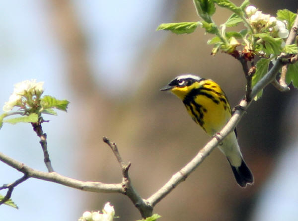 Magnolia Warbler