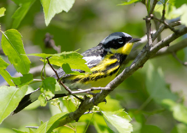 Magnolia Warbler