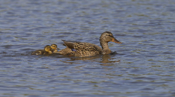 Mallard with chicks