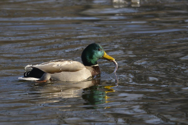 Fish-eating Mallard