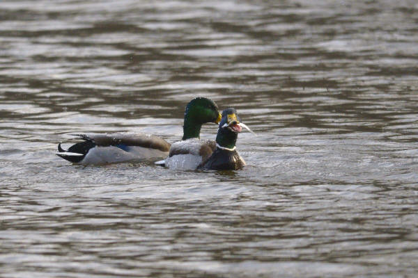 Fish-eating Mallard