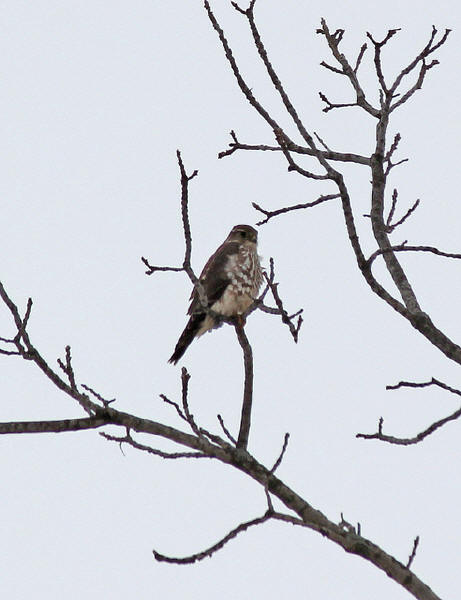 Merlin