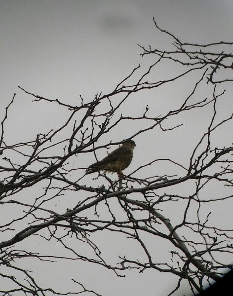 Merlin
