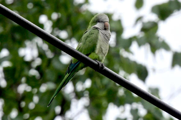 Monk Parakeet