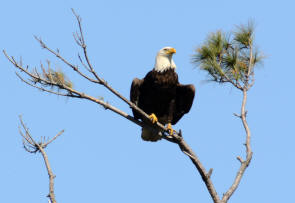 Mooseheart eagle