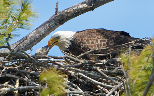 Bald Eagles