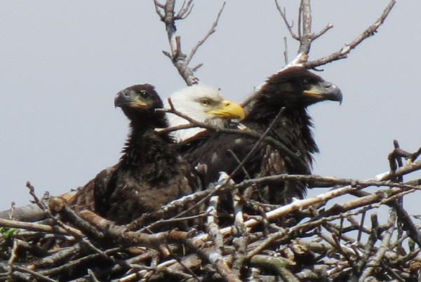 Mooseheart Bald Eagles