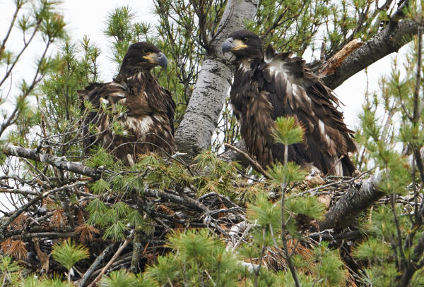 Mooseheart Eagles