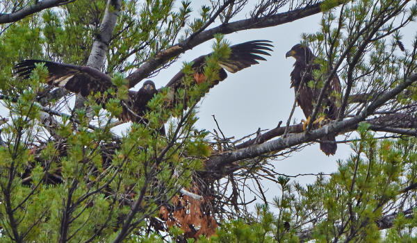 Bald Eagles