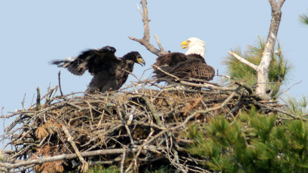 Mooseheart's eagles