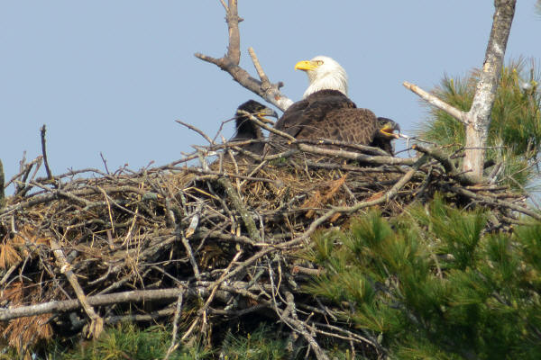 Mooseheart's eagles