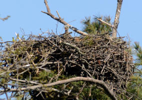 Mooseheart eaglet