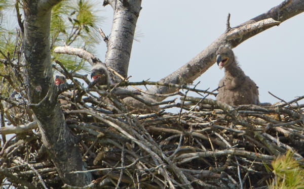 Mooseheart Eaglets