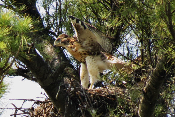 Red-tailed eyas