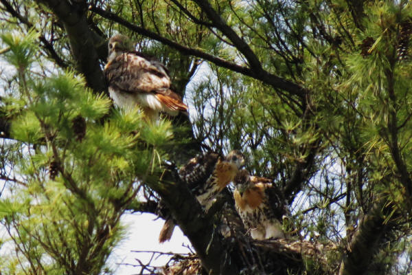 Red-tailed Hawks
