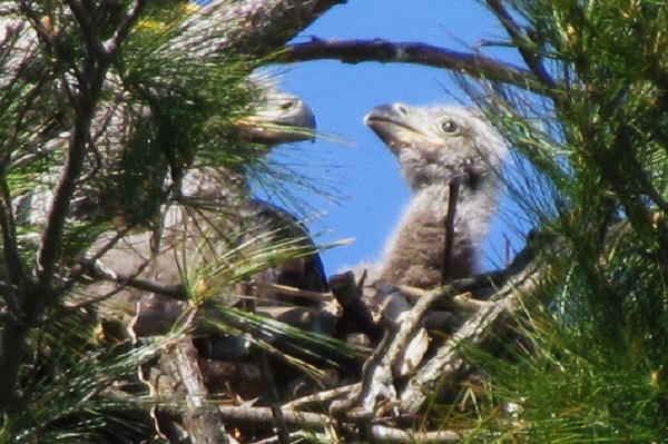 Bald Eagle chicks 