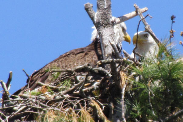 Bald Eagle parents