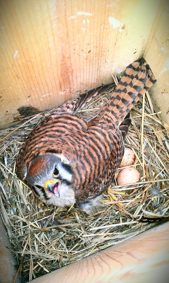 Mother Kestrel