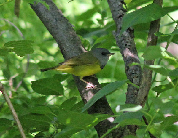 Mourning Warbler