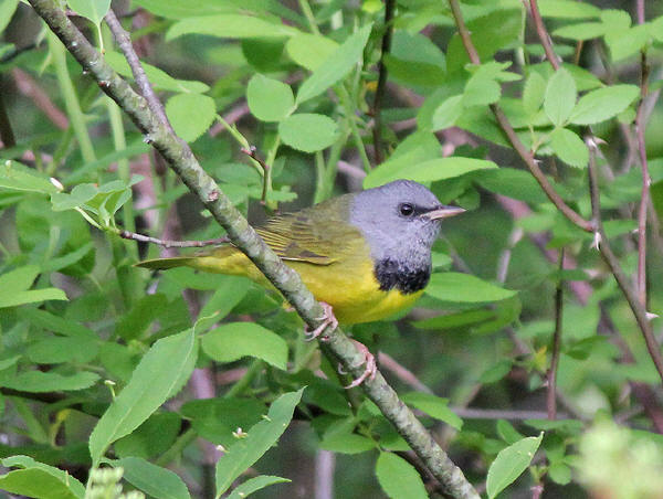 Mourning Warbler