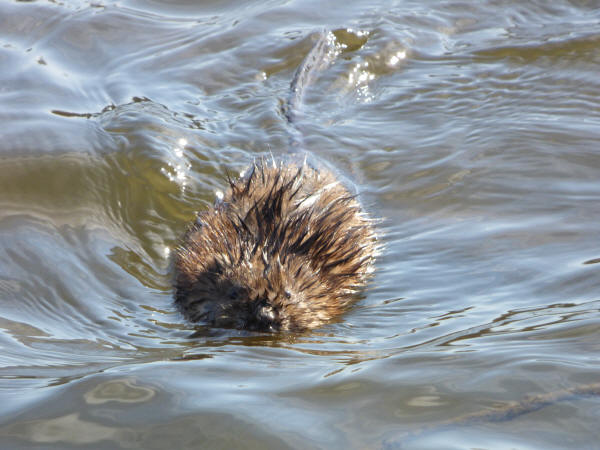 Muskrat