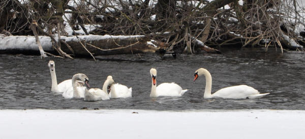 Mute Swans