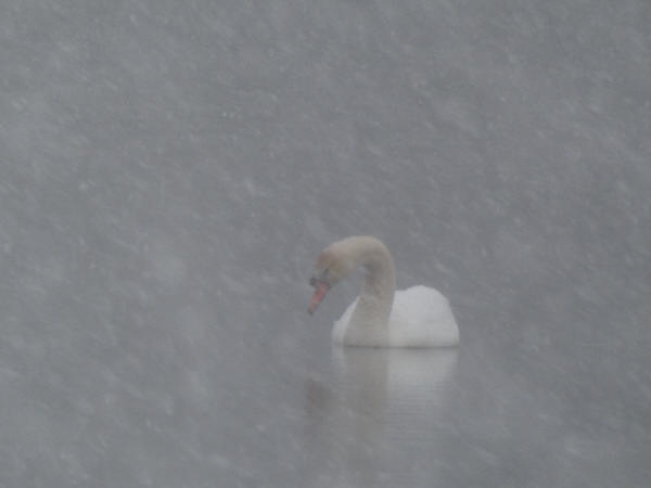 Mute Swan