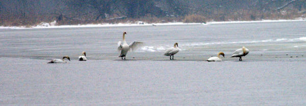 Mute Swans