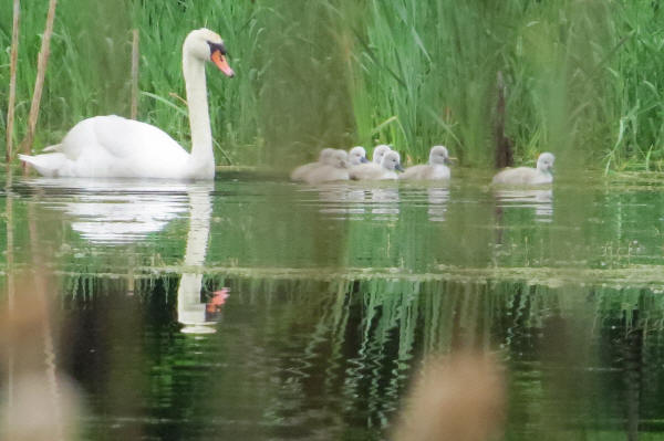 Mute Swans