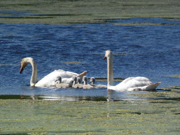 Mute Swans