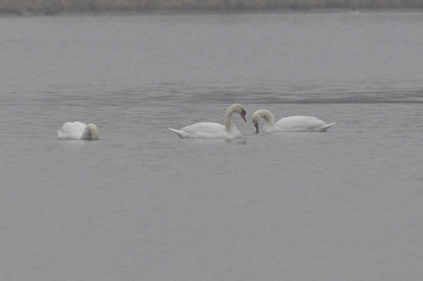Mute Swans