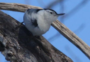 White-breasted Nuthatch