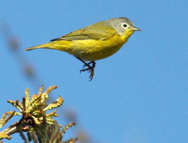 Nashville Warbler
