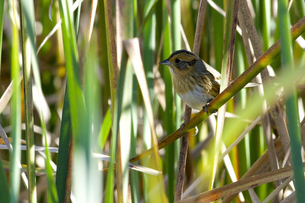 Nelson's Sparrow