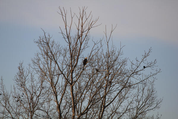 Bald Eagle