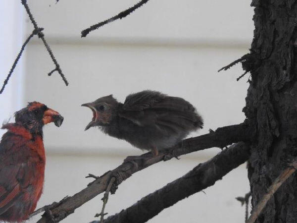 Northern Cardinals