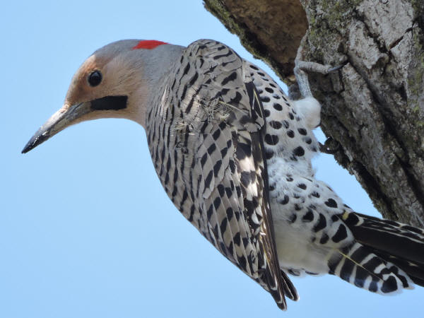 Northern Flicker