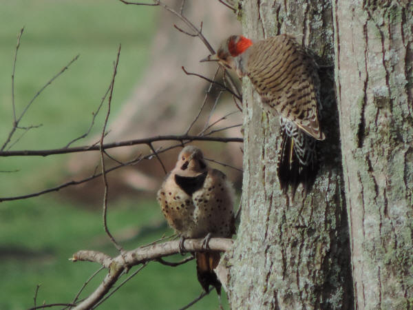 Northern Flickers