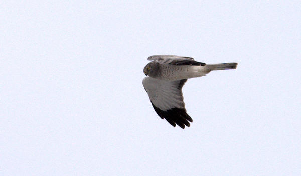 Northern Harrier