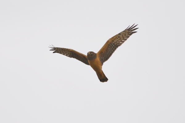 Northern Harrier