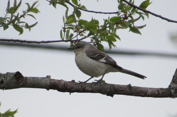 Northern Mockingbird