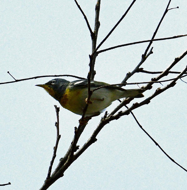 Northern Parula