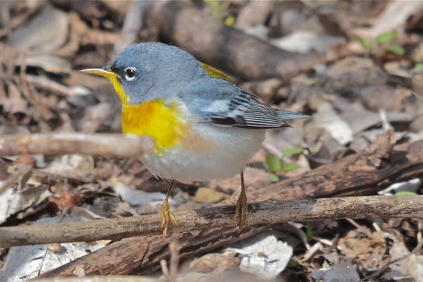 Northern Parula