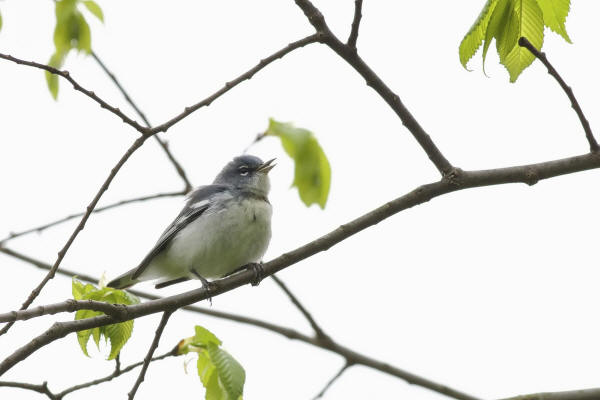Northern Parula