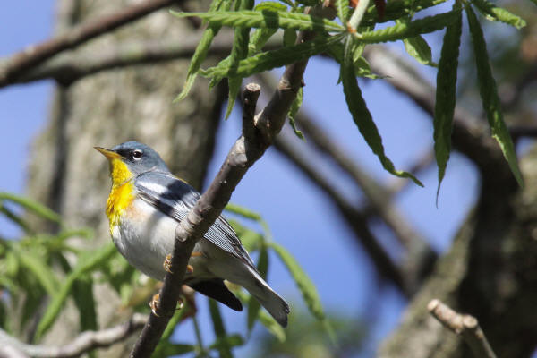 Northern Parula 