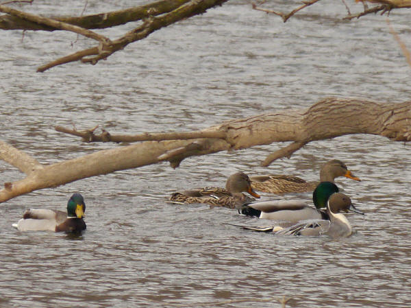 Northern Pintail