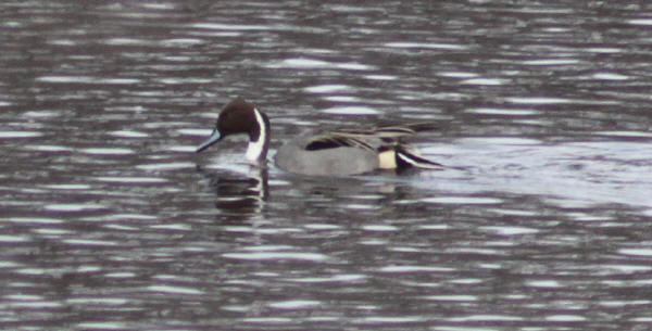 Northern Pintail