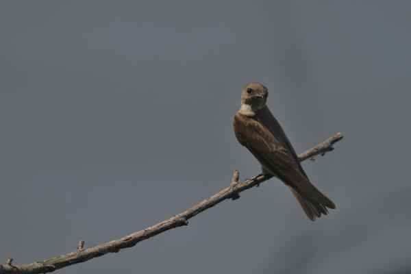 Northern Rough-winged Swallow