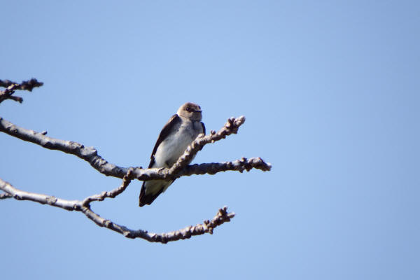 Northern Rough-winged Swallow