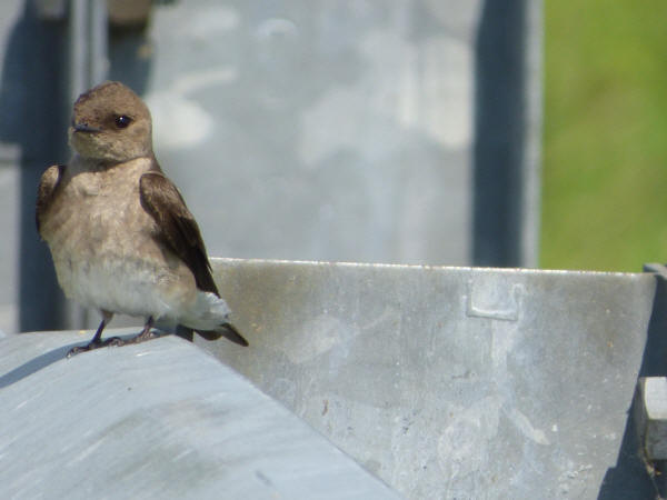 Northern Rough-winged Swallow